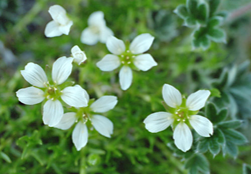 Unknown Alpine Flower